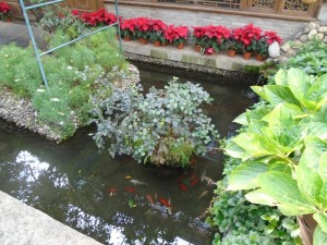 Koi Pond at the Landscape Hotel